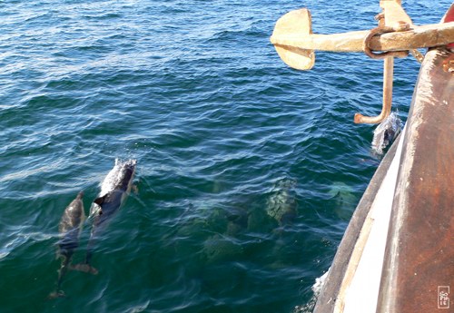Common dolphins - Dauphins communs