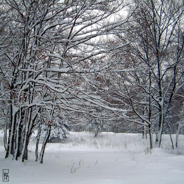 Forest - Foret