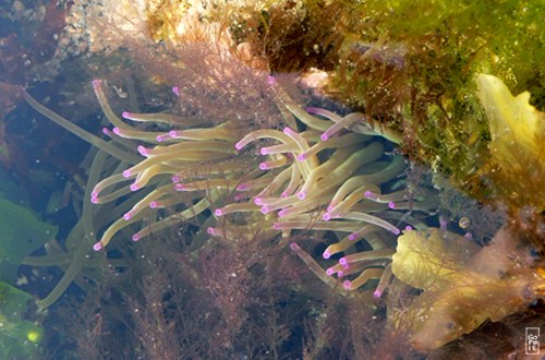 Anemone - Anémone