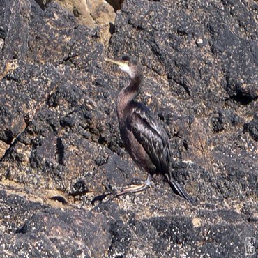 European shag - Cormoran huppé