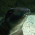Requin dormeur