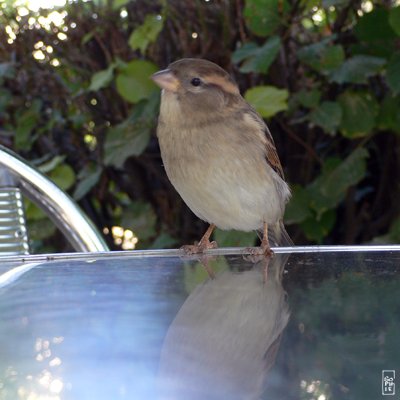 Parisian sparrow - Moineau parisien
