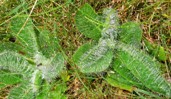 Raindrops in the grass - Gouttes d’eau sur l’herbe