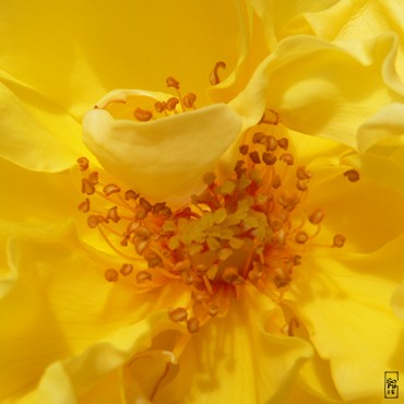 Blooming rose - Rose épanouie