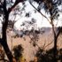 gum tree