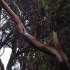 Arbre sous la pluie